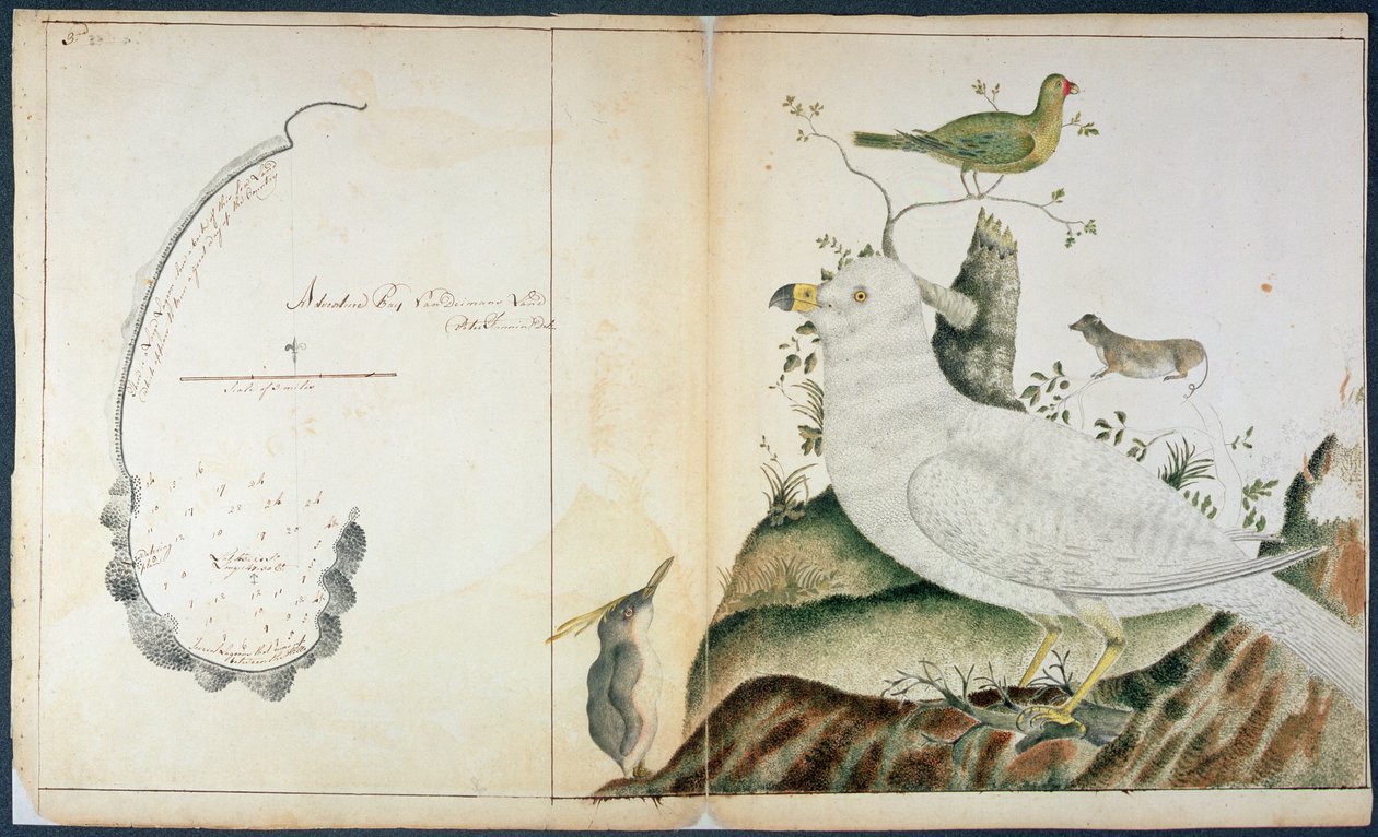 范迪曼岛冒险湾图，约1773年（纸上水彩）。 作者 彼得·范宁