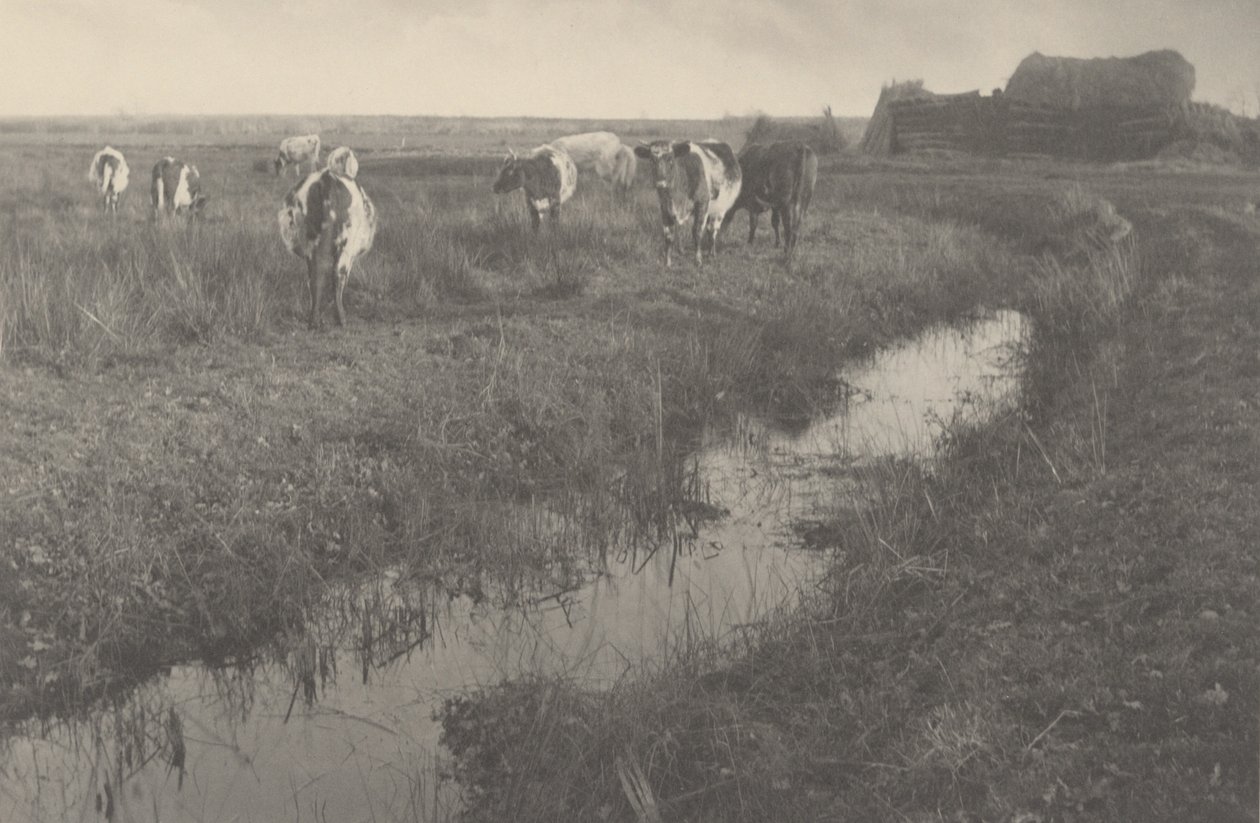沼泽地上的牛群，1886 年（照片） 作者 彼得·亨利·爱默生