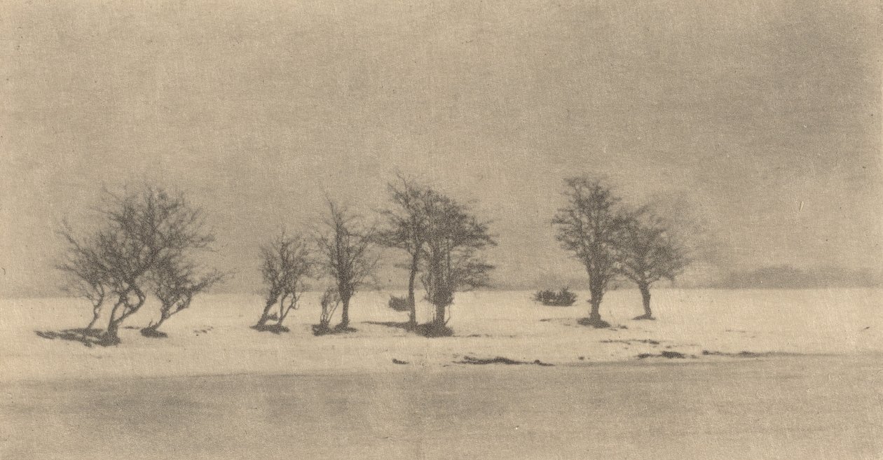 Gnarled-Thorn Trees，约1890年，约1895年印刷。 作者 彼得·亨利·爱默生