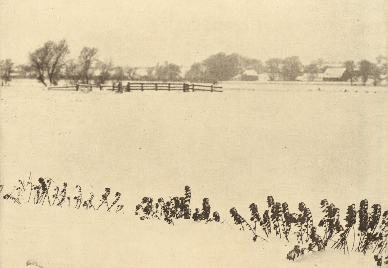 沼泽杂草，1895 年或之前（照片） 作者 彼得·亨利·爱默生