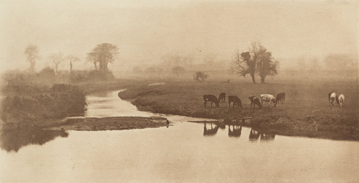 沼泽上的羊群[有牛的风景]，1890-1891年，1893年印刷。 作者 彼得·亨利·爱默生