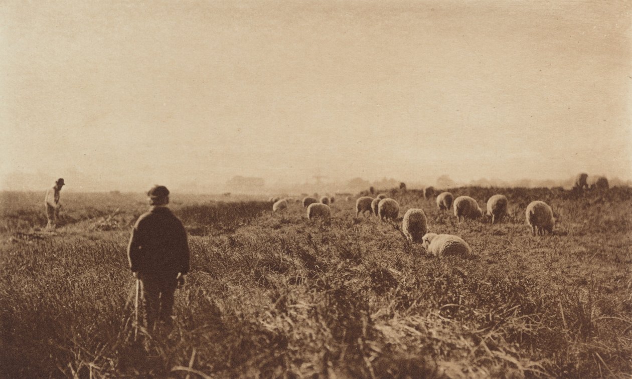1890-1891年6月的沼泽地，1893年印刷。 作者 彼得·亨利·爱默生