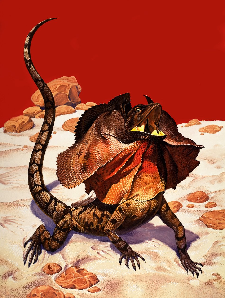 褶皱蜥蜴（纸上水粉画） 作者 彼得·杰克逊