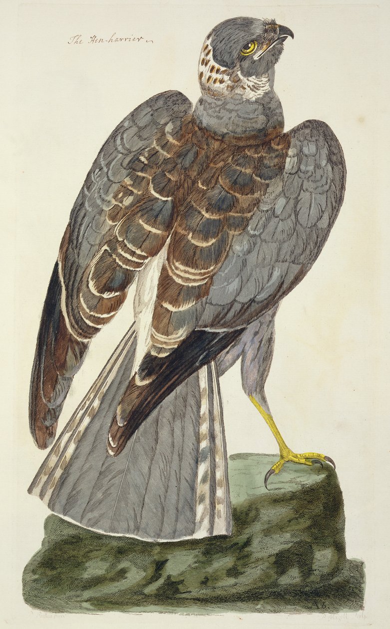 来自&39;英国动物学，第二类：鸟类&39;的Hen Harrier（Circus cyaneus）版画，由Peter Mazell雕刻（fl.1761-97）1766 作者 彼得·帕劳