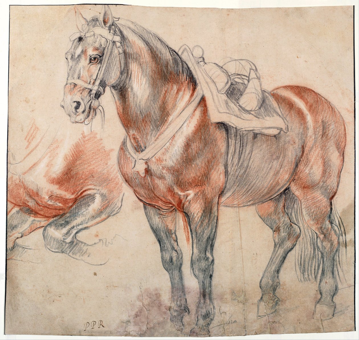 "" 一匹鞍马 "" 彼得·保罗·鲁本斯 (1577-1640) 的水彩画，大约 1616-1618 年维也纳阿尔贝蒂娜图书馆 作者 彼得·保罗·鲁本斯