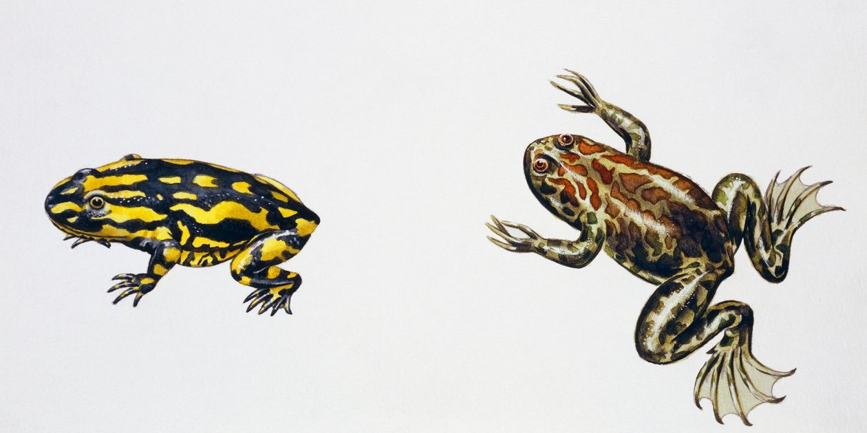 Triadobatrachus massinoti 和 Palaeobatrachus sp，Peter Ross 的作品
照片 作者 彼得·罗斯