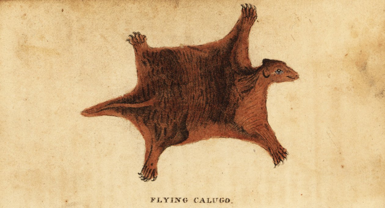 菲律宾飞狐猴，Cynocephalus volans，1800 年（雕刻） 作者 彼得·西蒙·帕拉斯