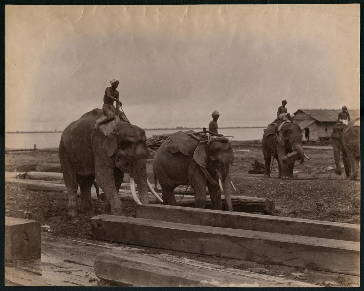 使用大象，c.1880（蛋白打印） 作者 菲利普·阿道夫·克里勒