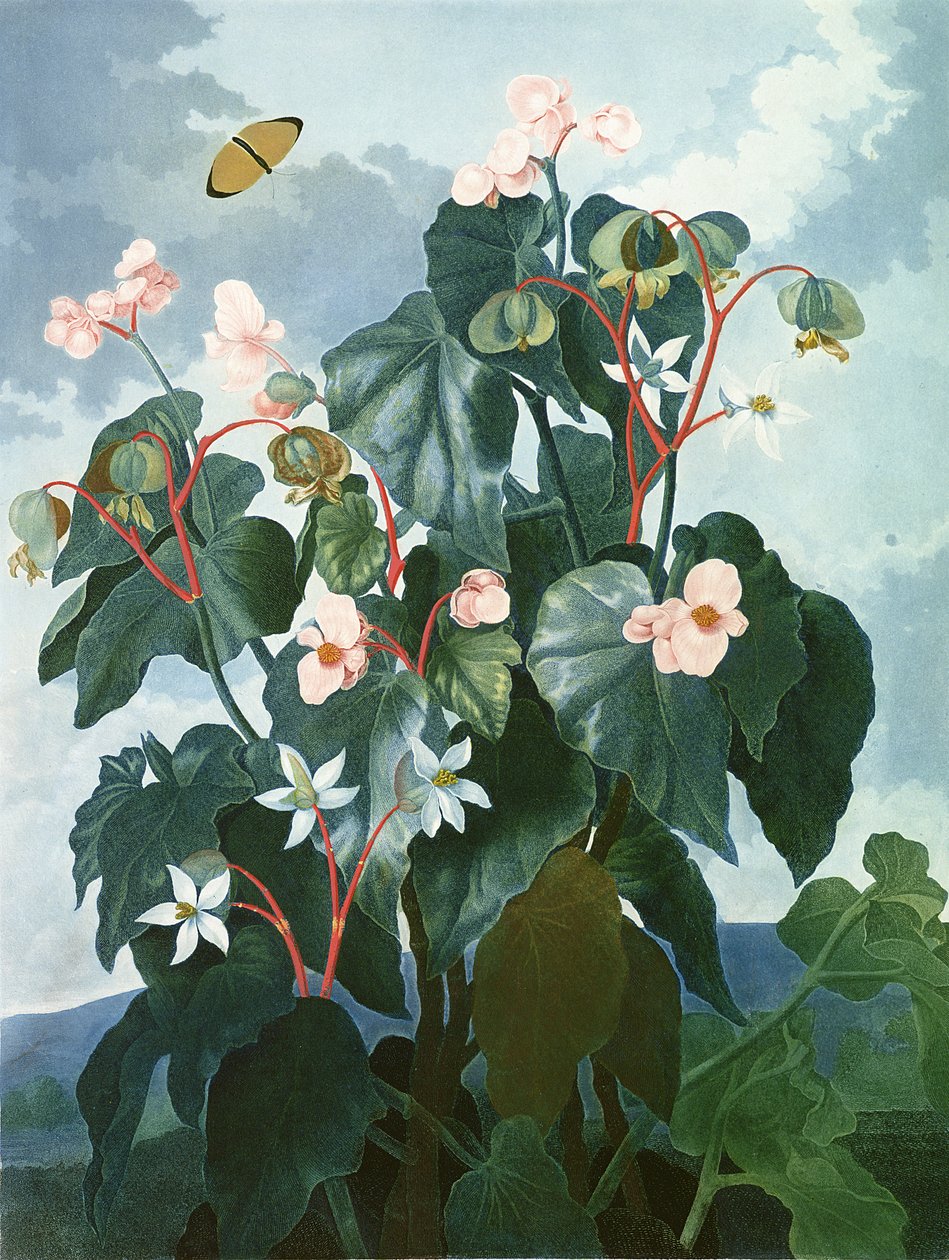 由Caldwell雕刻的斜角海棠，来自Robert Thornton酒吧的“The Flora”。 1800 作者 菲利普·雷纳格