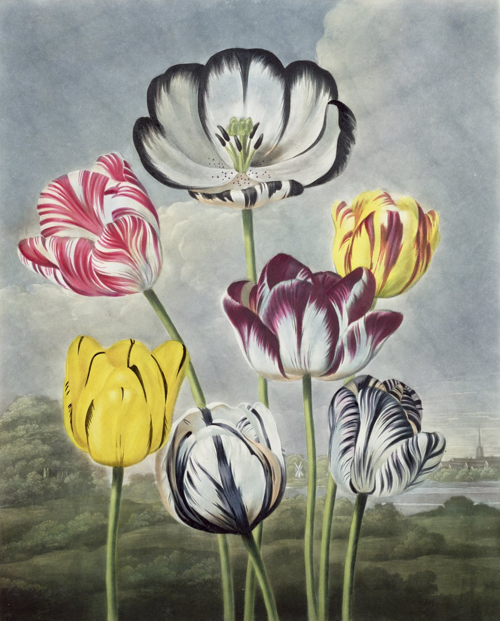 郁金香，由Earlom雕刻，来自桑顿的“芙蓉神殿”，1807年 作者 菲利普·雷纳格