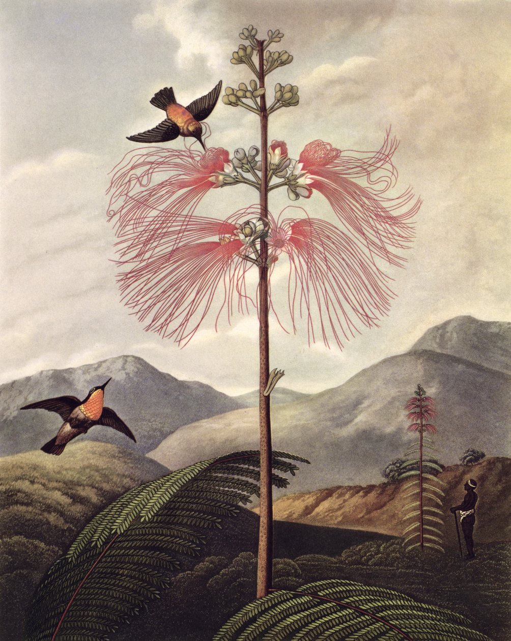 大型开花敏感植物，由托马斯-梅德兰（约1765年-1833年）雕刻，约1799-1807年（水粉画和素描）。 作者 菲利普（之后）雷纳格尔