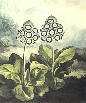 报春花。Primula auricula，由萨瑟兰雕刻，出自罗伯特-桑顿的 "植物园 "1807年。 作者 菲利普（之后）雷纳格尔