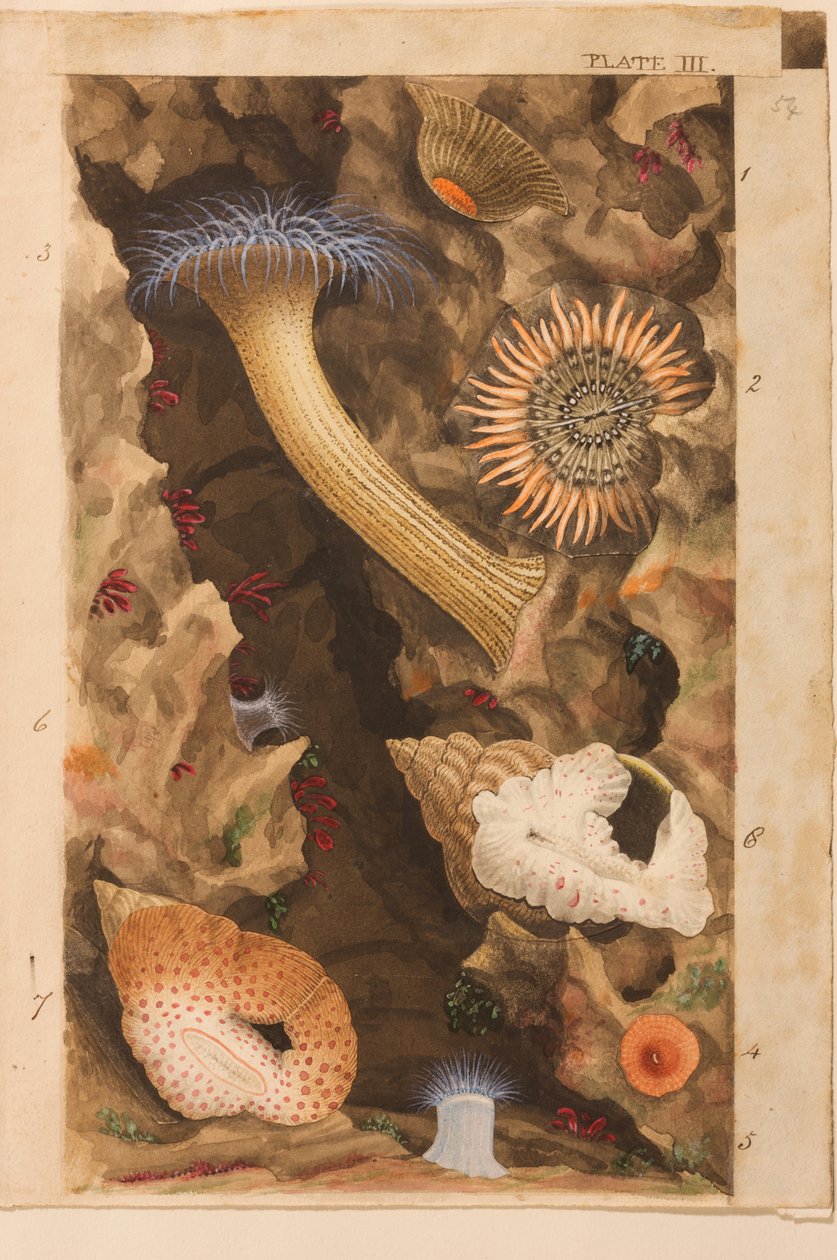 第三板，研究&39;大英Actinologia：英国海葵和珊瑚的历史&39;，c.1858-60（石墨，纸和水粉） 作者 菲利普·亨利·高斯