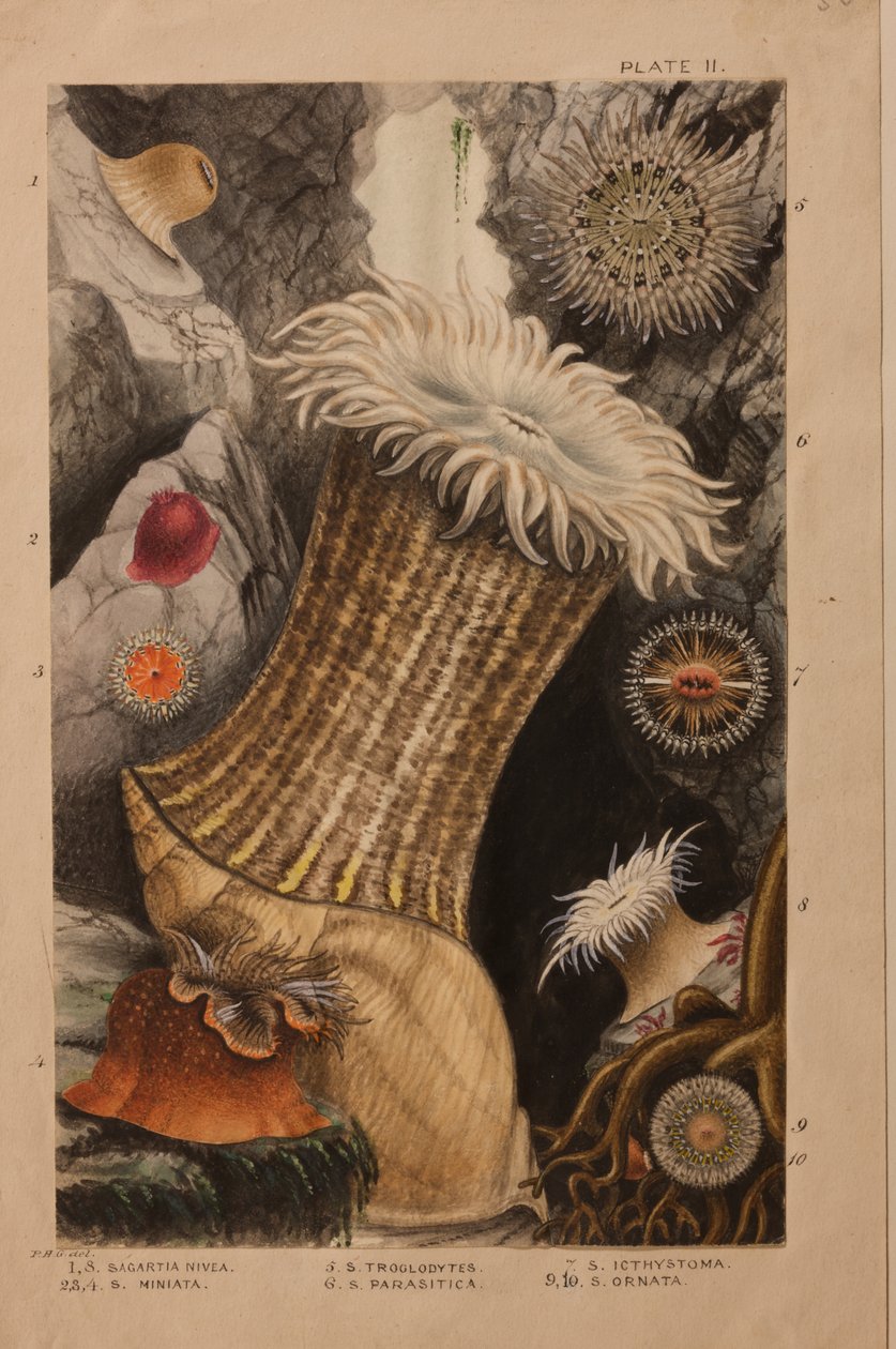 第二板，研究&39;大英帝国大学：英国海葵和珊瑚的历史&39;，c.1858-60（石墨，纸和水粉） 作者 菲利普·亨利·高斯