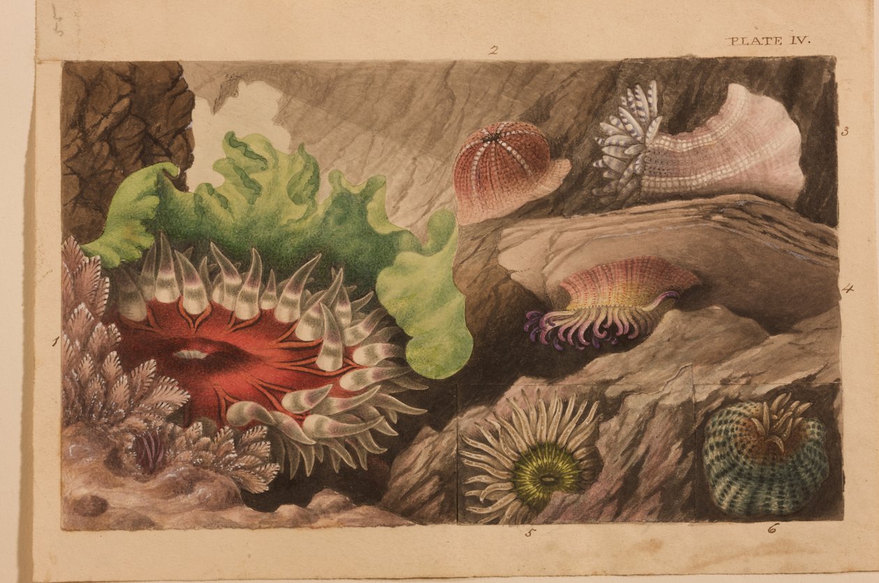 第四版，研究&39;大英帝国动物学：英国海葵和珊瑚的历史&39;，c.1858-60（石墨，纸和水粉） 作者 菲利普·亨利·高斯