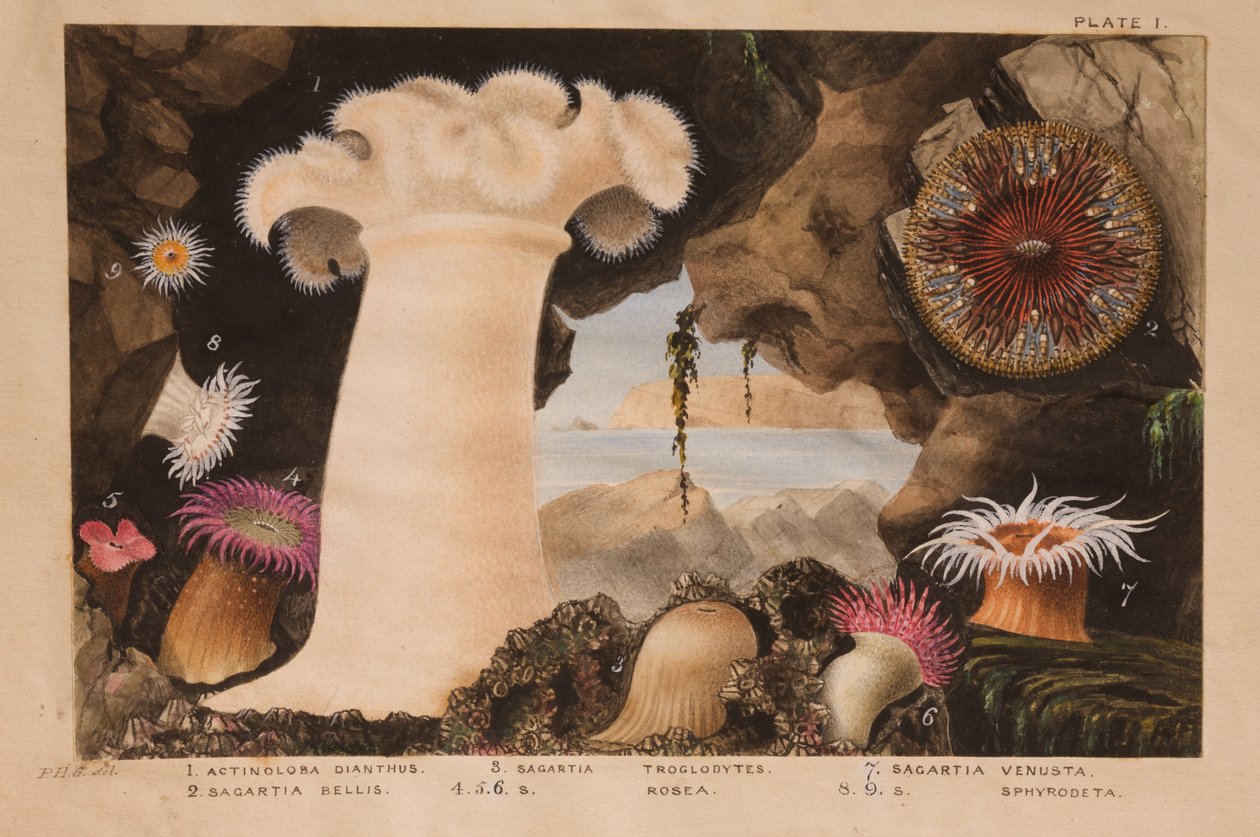 板块I，研究&39;大英帝国动物学：英国海葵和珊瑚的历史&39;，c.1858-60（石墨，wc和水粉在纸上） 作者 菲利普·亨利·高斯