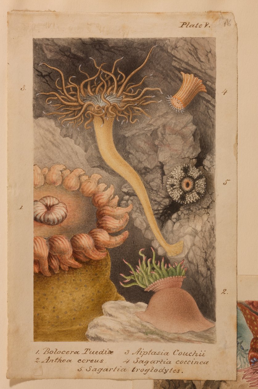 第五版，研究&39;大英帝国大学：英国海葵和珊瑚的历史&39;，c.1858-60（石墨，wc和水粉在纸上） 作者 菲利普·亨利·高斯