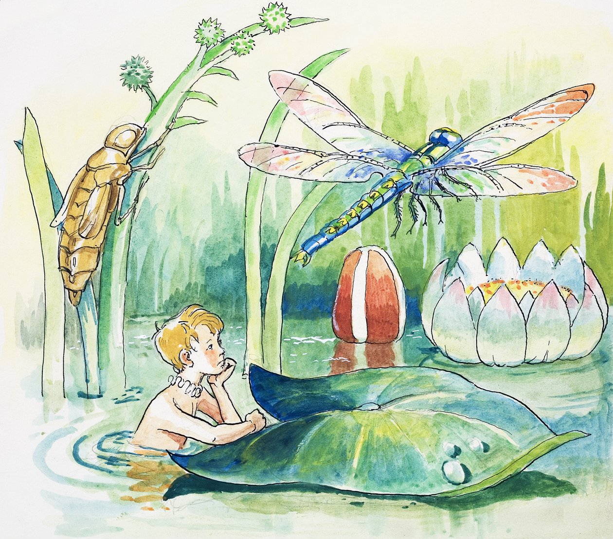 蜻蜓，查尔斯-金斯利《水宝宝》中的插图 作者 菲利普·门多萨