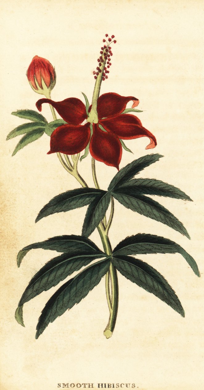 Turkcap, Malvaviscus arboreus.,1800（雕刻） 作者 菲利普·米勒