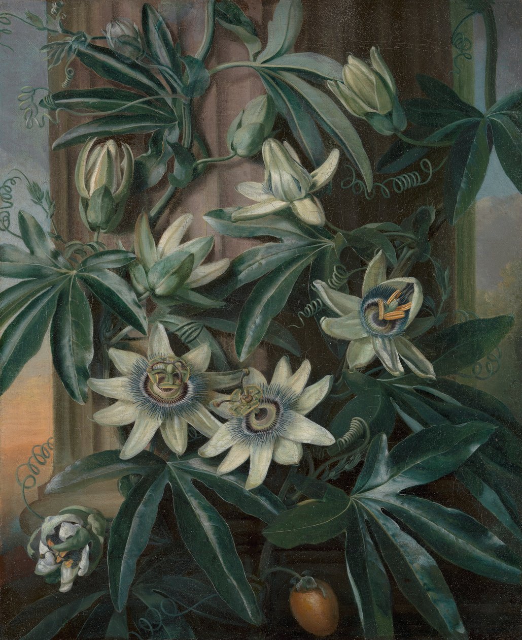 蓝色西番莲，为罗伯特·约翰·桑顿的弗洛拉神庙（伦敦，1799-1812） 作者 菲利普·雷纳格