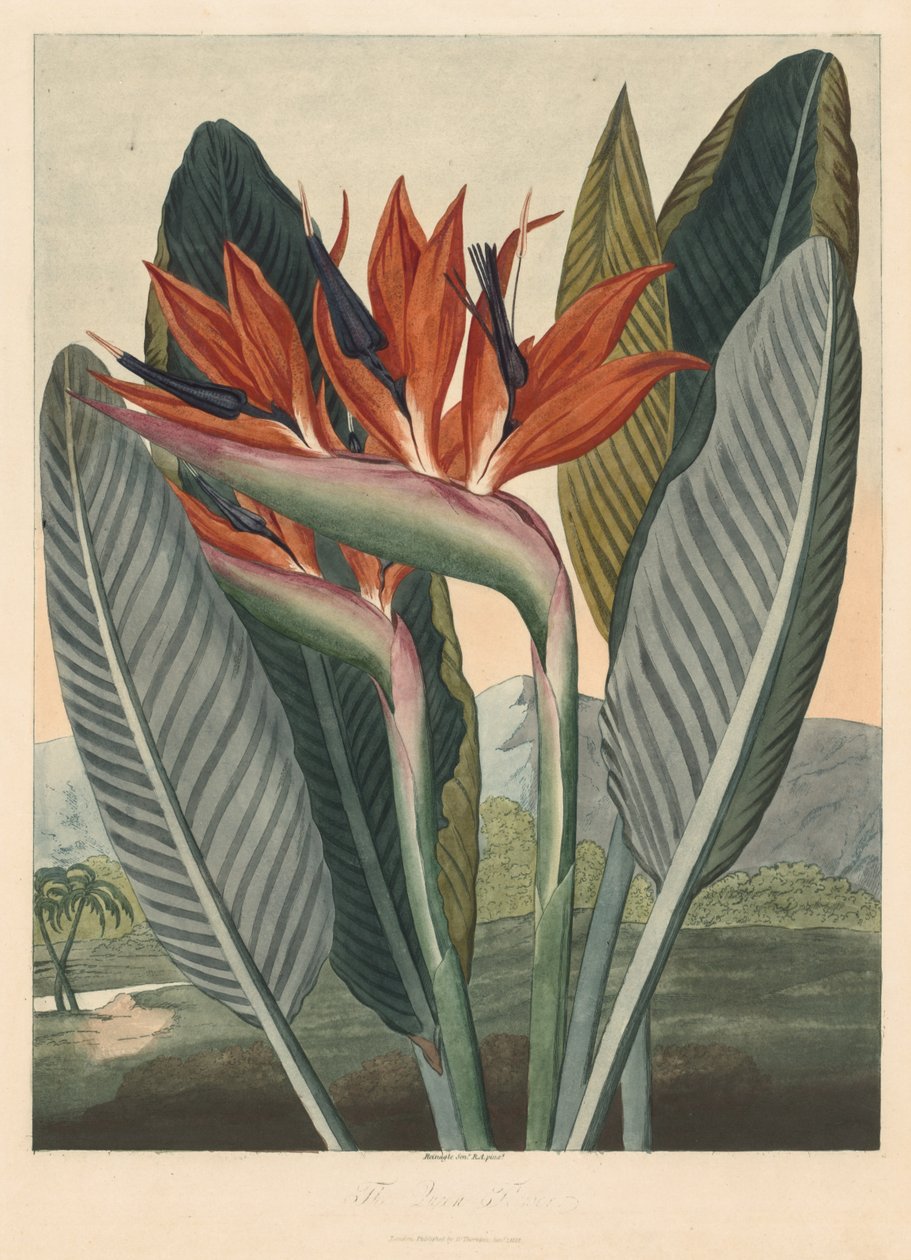 植物大殿或自然花园：皇后花，1812年。 作者 菲利普·雷纳格