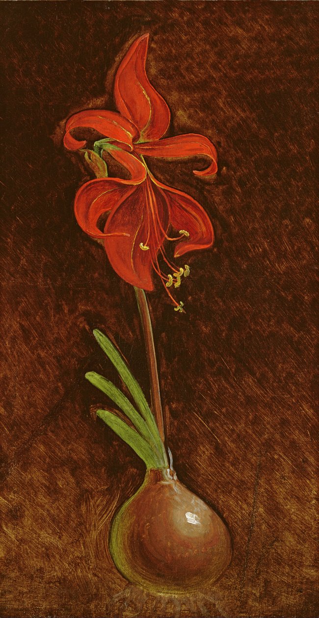Amaryllis Formosissima，1808 作者 菲利普·奥托·朗格
