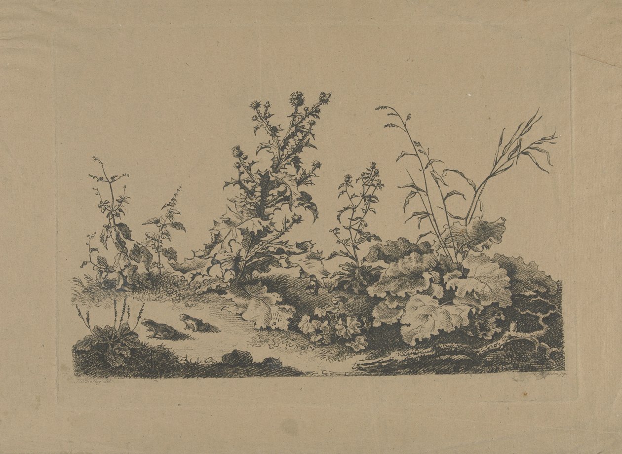 蓟和青蛙的景观研究 作者 菲利普·卡登