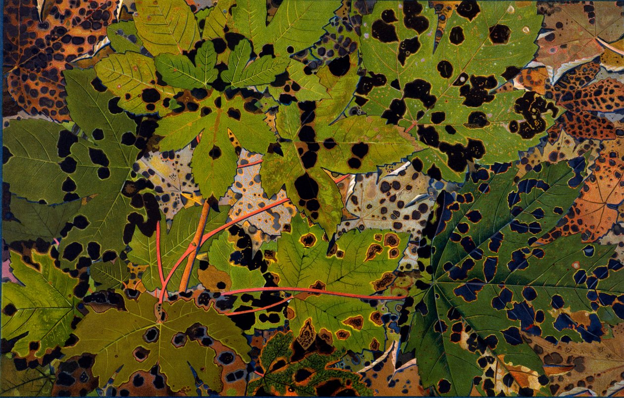 Acer pseudoplatanus：美国梧桐被黑木耳Rhytisma acerinum攻击，1907-09（照相凹版） 作者 菲利普·罗伯特