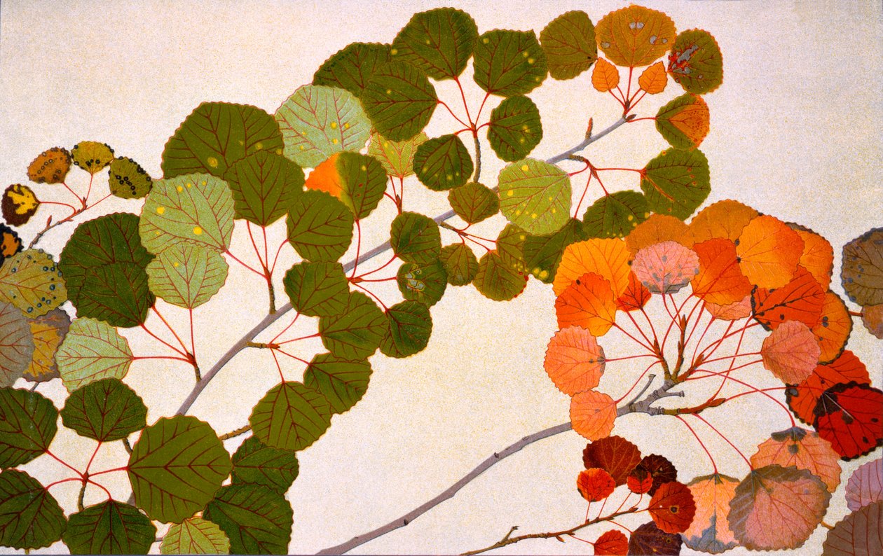 Populus tremula，或欧洲白杨，1907-09（照相凹版） 作者 菲利普·罗伯特