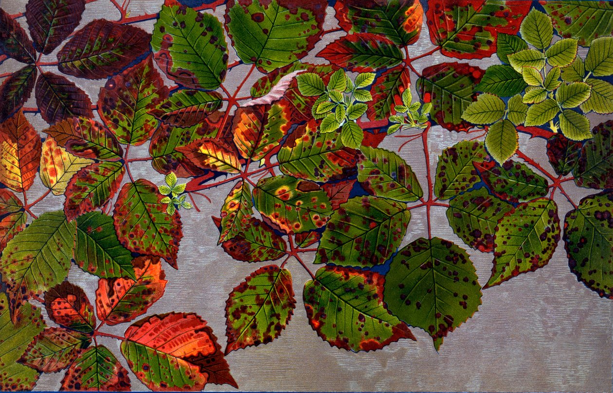 Rubus Fruticosus被玫瑰菌Phragmidium Violaceum袭击，1907-09（照相凹版） 作者 菲利普·罗伯特