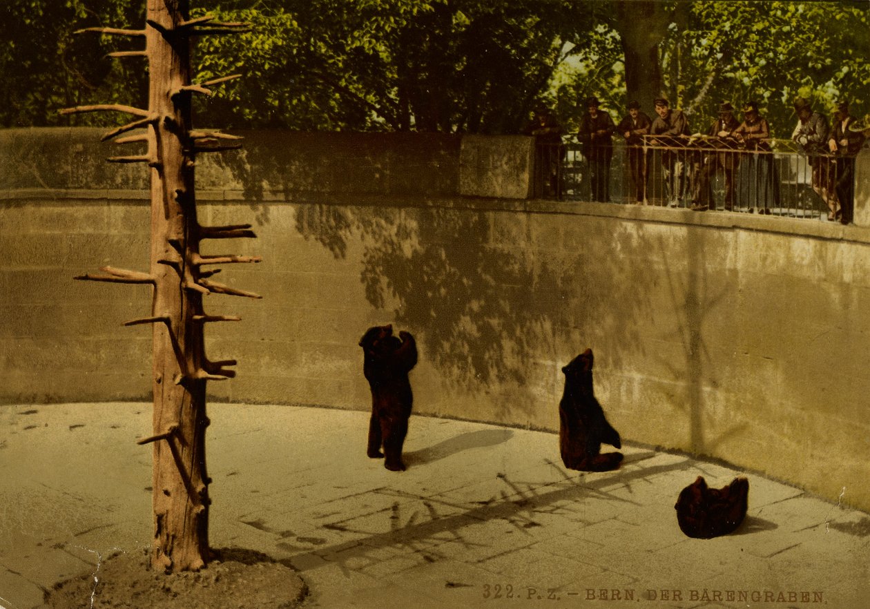 伯尔尼。熊窝 作者 Photochrom 苏黎世