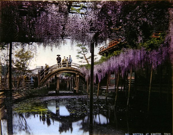 龟岛花园的紫藤，约1900年（彩色照片）。 作者 摄影师 日本人