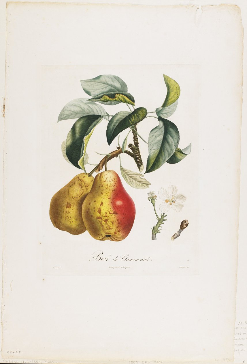 来自Fruit Tree Trades的Bezi de Chaumontel（Pears），1807-35（手工点画雕刻） 作者 皮埃尔·安托万·波多