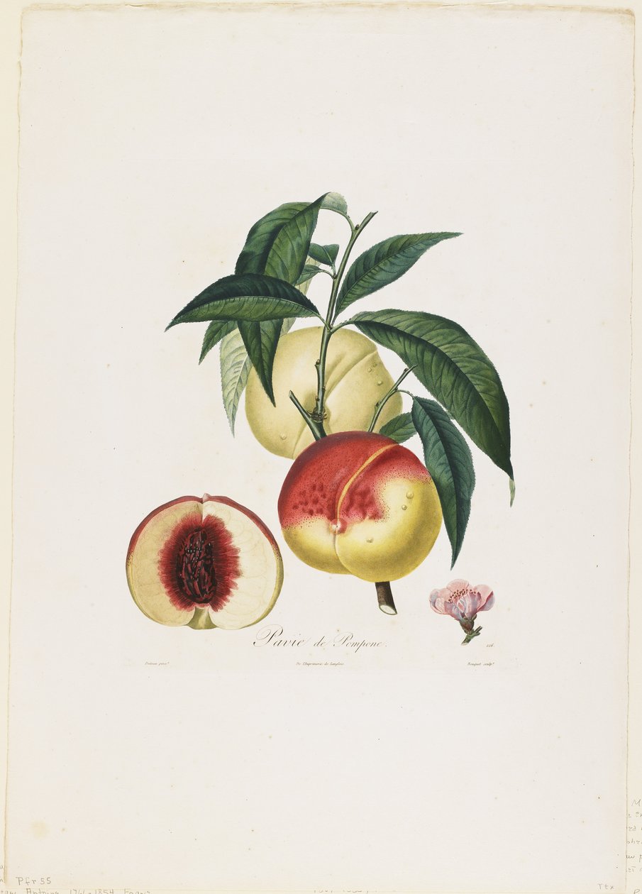 庞培的帕维亚。 （桃子），来自Fruit Tree Traits，1807-35（手工点画雕刻） 作者 皮埃尔·安托万·波多