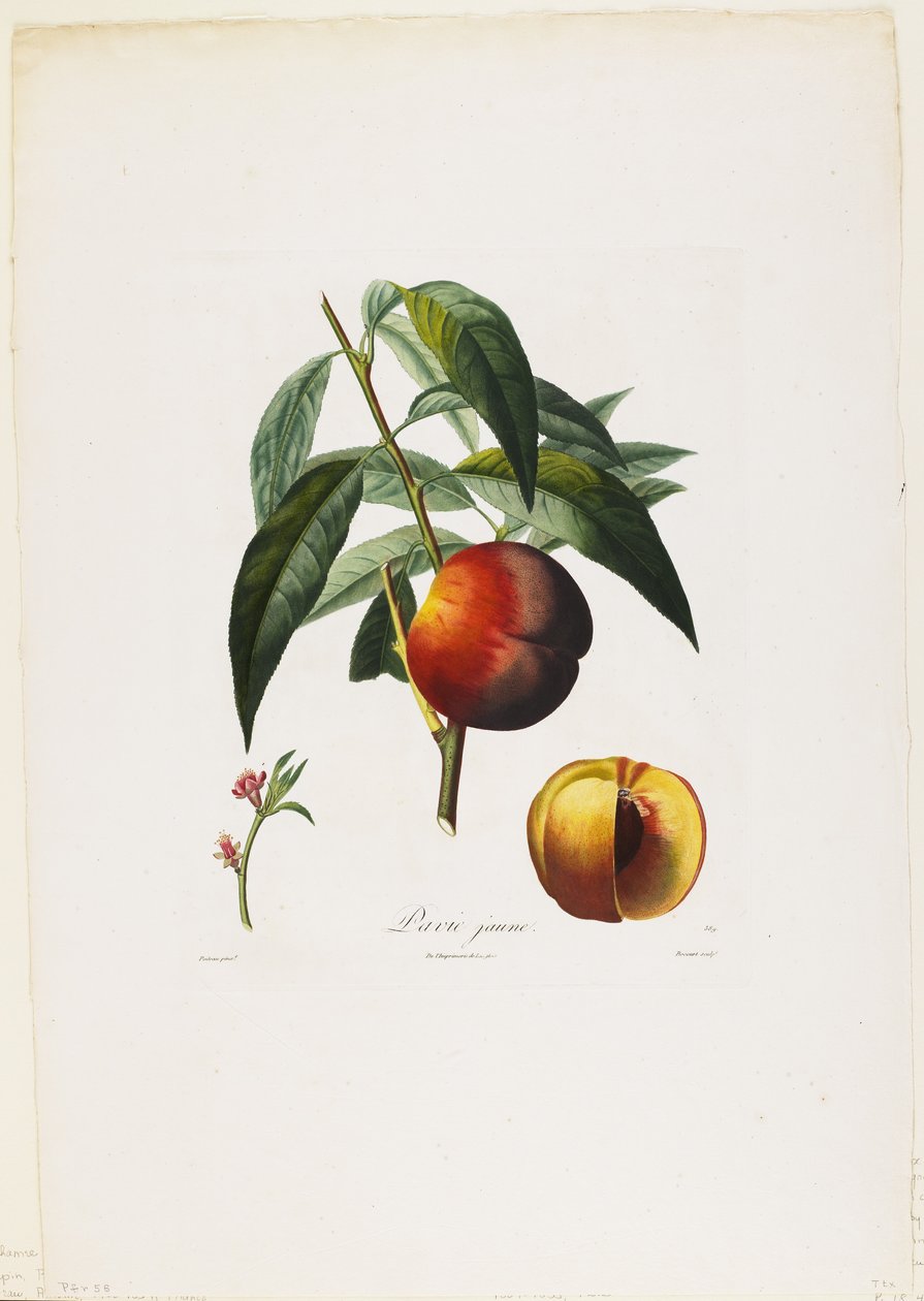 黄色馅饼。 （桃子），来自Fruit Tree Traits，1807-35（手工点画雕刻） 作者 皮埃尔·安托万·波多