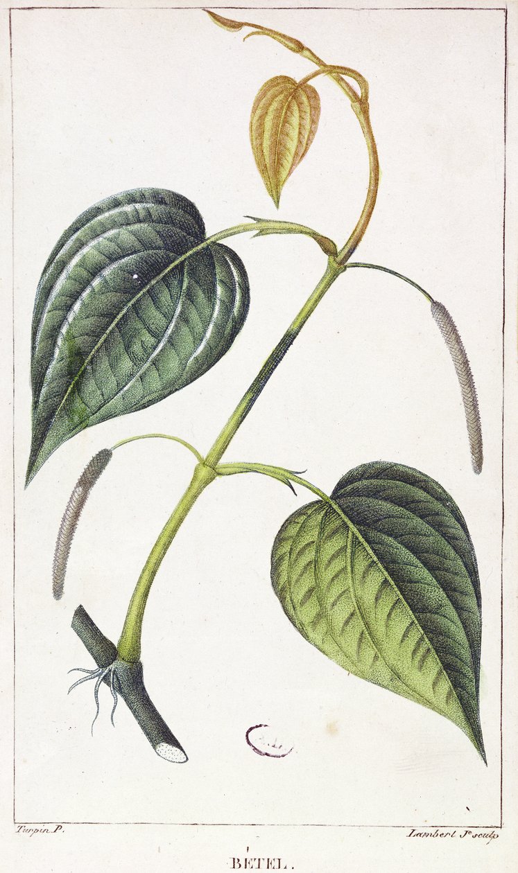 槟榔，植物板，c.1810 作者 皮埃尔·让·弗朗索瓦·特平