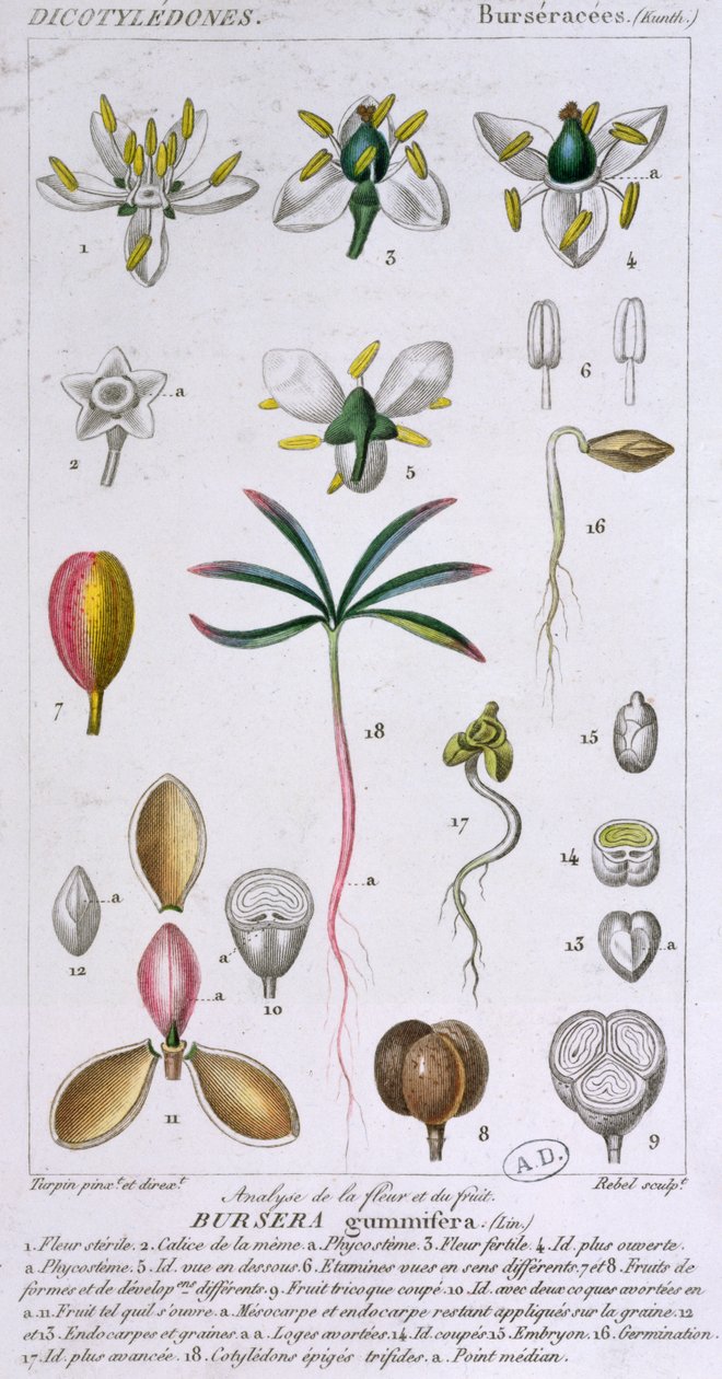 Bursera Gummifera，由Rebel c.1810-20雕刻（彩色雕刻） 作者 皮埃尔·让·弗朗索瓦·特平