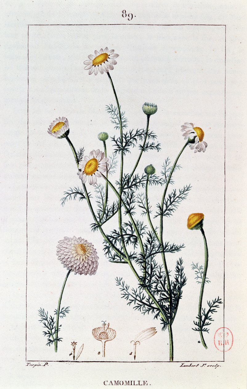 洋甘菊，Francois-Pierre Chaumeton（1775-1819）复制了&39;Flore medicale&39;的盘子 作者 皮埃尔·让·弗朗索瓦·特平