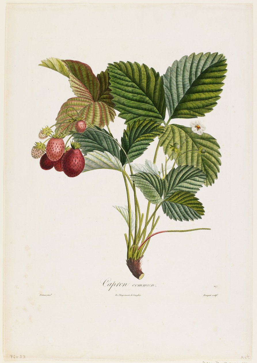常见的山羊。 （草莓），来自Fruit Tree Trades，1807-35（手工点画雕刻） 作者 皮埃尔·让·弗朗索瓦·特平