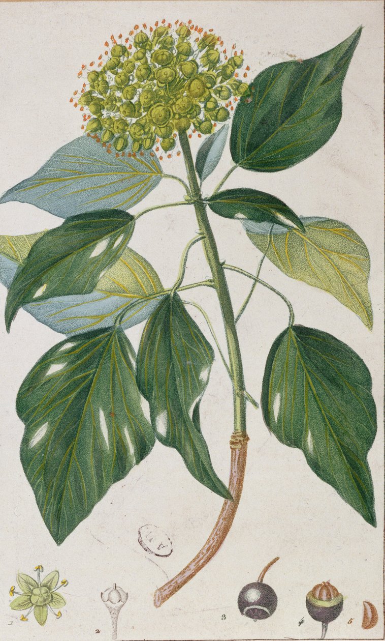 攀爬常春藤，植物板，c.1820 作者 皮埃尔·让·弗朗索瓦·特平
