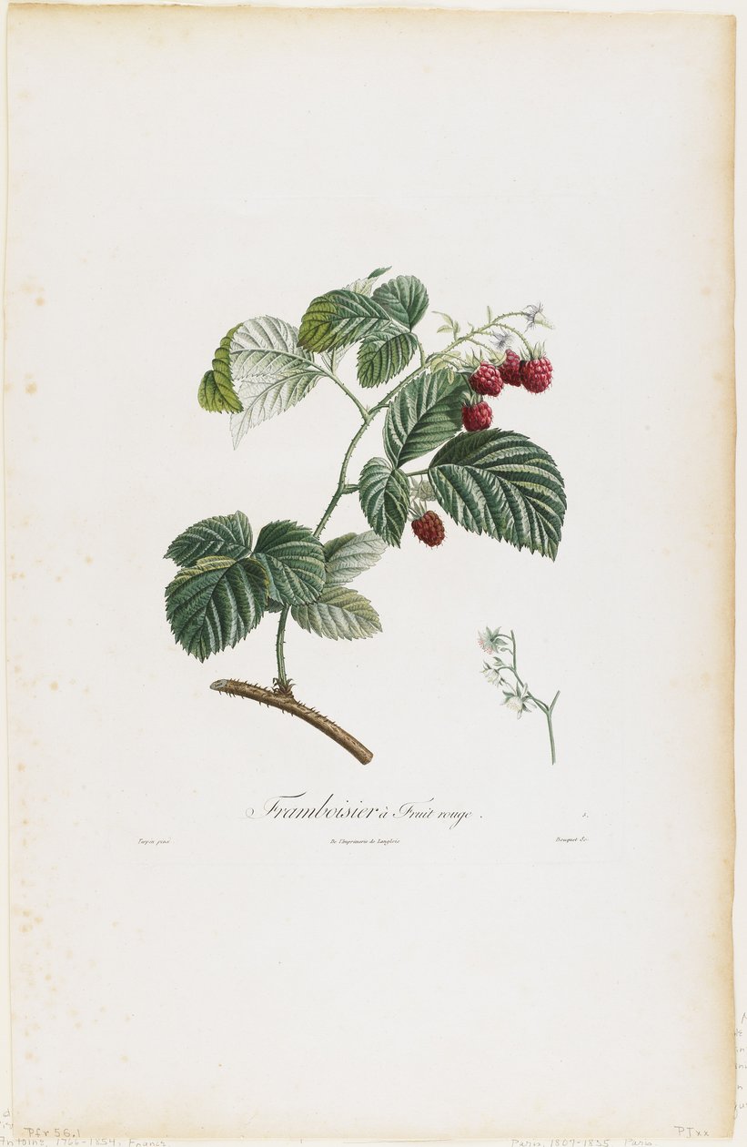 红果覆盆子（覆盆子），来自Fruit Tree Tray，1807-35（手工点彩雕刻） 作者 皮埃尔·让·弗朗索瓦·特平