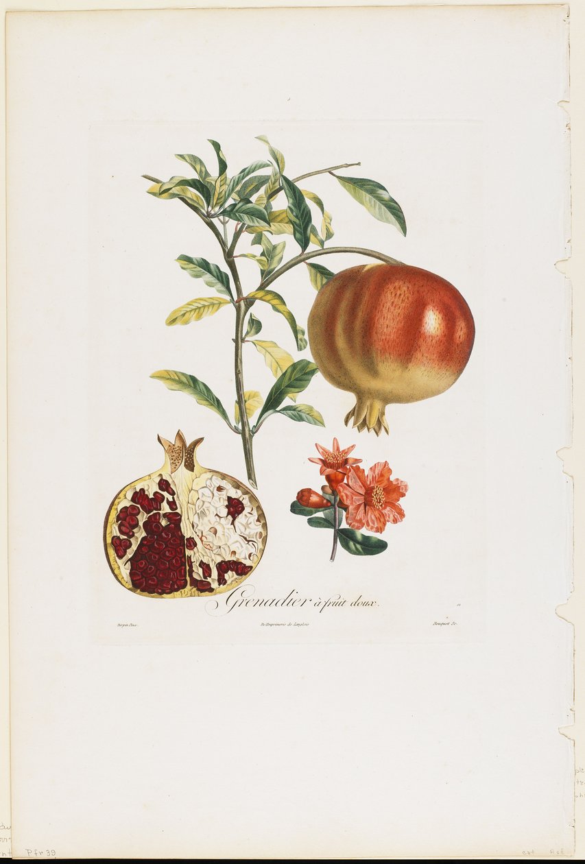 Sweet Fruit Grenadier，来自Fruit Tree Tray，1807-35（手工点画雕刻） 作者 皮埃尔·让·弗朗索瓦·特平