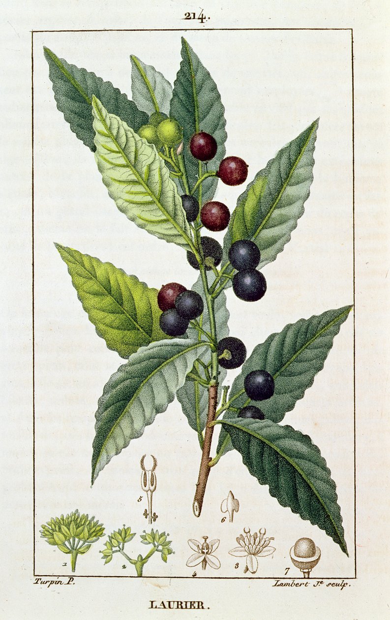 月桂树，植物板，c.1810 作者 皮埃尔·让·弗朗索瓦·特平