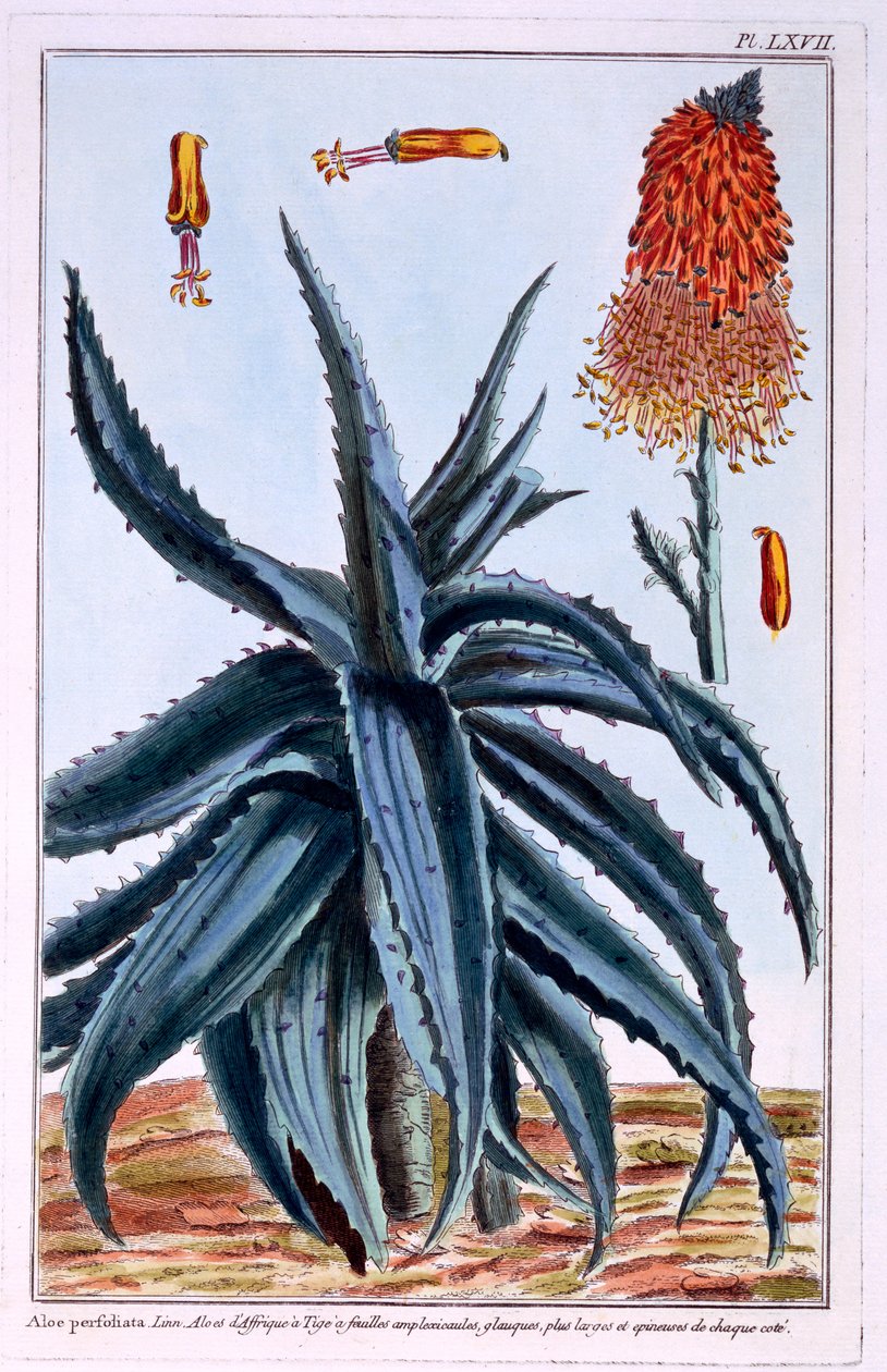 芦荟，来自&39;Precious Collection and Enluminee Des Floura&39;的插图，作者：Pierre Joseph Buchoz，1776年出版 作者 皮埃尔·约瑟夫·布霍兹