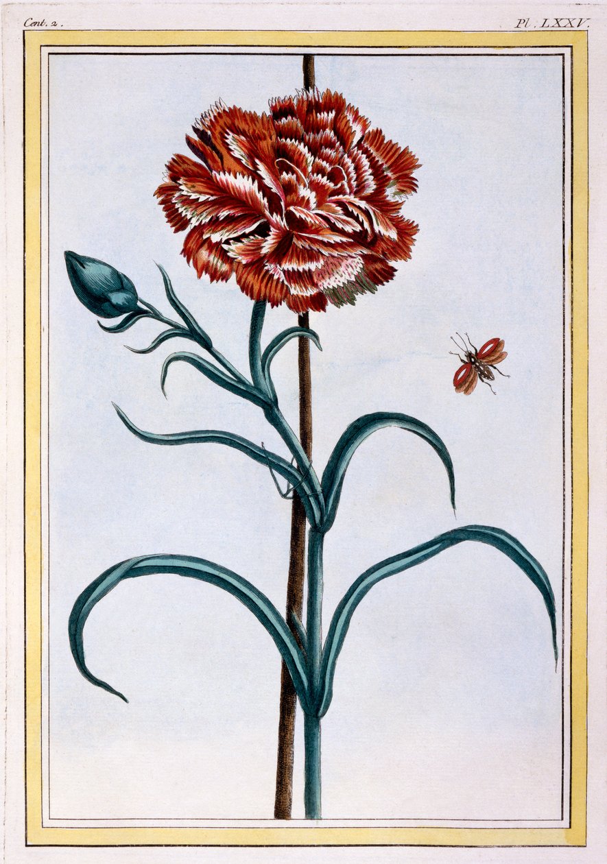 康乃馨，c.1776（手工彩色雕刻） 作者 皮埃尔·约瑟夫·布霍兹
