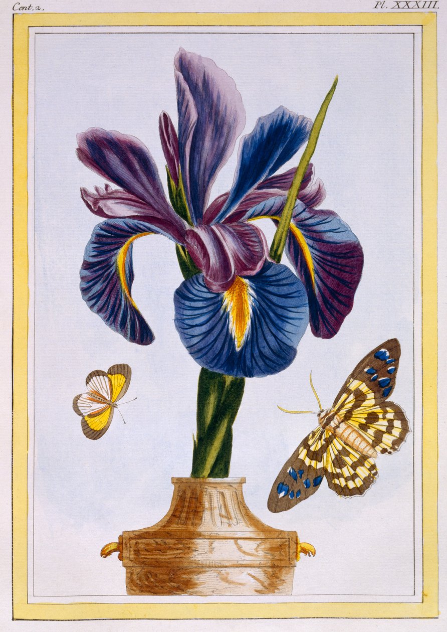 常见的蝴蝶虹膜，c.1776（手工彩色雕刻） 作者 皮埃尔·约瑟夫·布霍兹