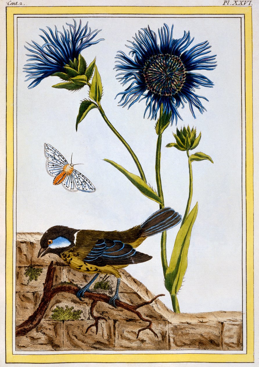 矢车菊，c.1766（手工雕刻） 作者 皮埃尔·约瑟夫·布霍兹