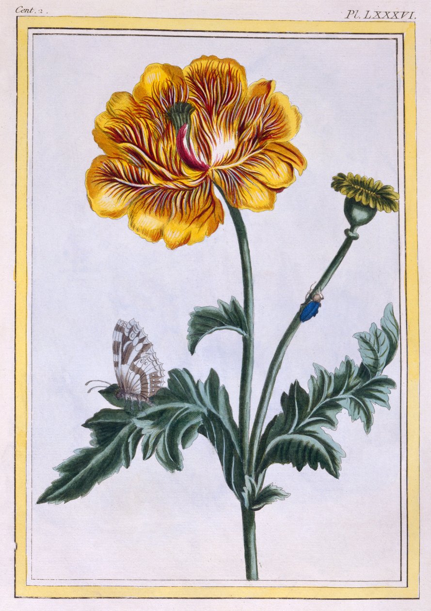 双匍匐毛茛，毛茛属植物Var：Pleniflorus，c.1776（手工雕刻） 作者 皮埃尔·约瑟夫·布霍兹