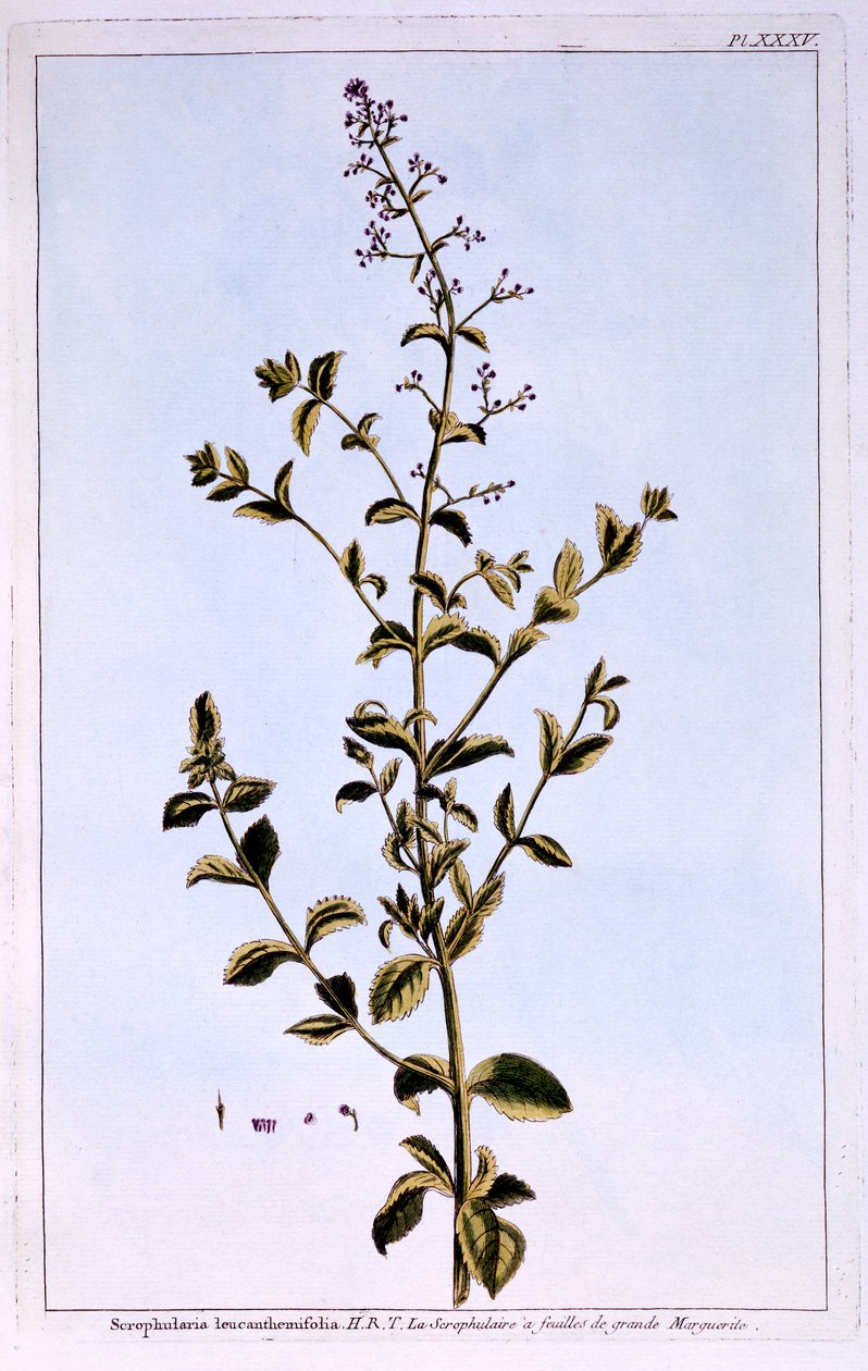 Figwort，或Scrofulaira 作者 皮埃尔·约瑟夫·布霍兹