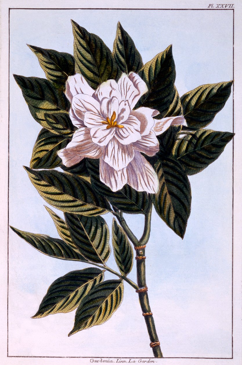 Gardenia G. augusta，来自&39;Precious and Enluminee Collection of Floura&39;第二部分的插图，作者：Pierre Joseph Buchoz，1776年出版 作者 皮埃尔·约瑟夫·布霍兹
